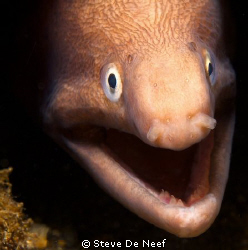 Nice little moray in Dauin norte. by Steve De Neef 